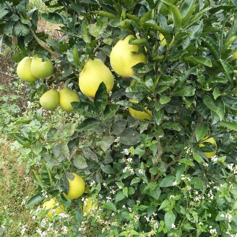 香柚，蜜柚