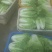 精品五号白菜1~2斤净菜