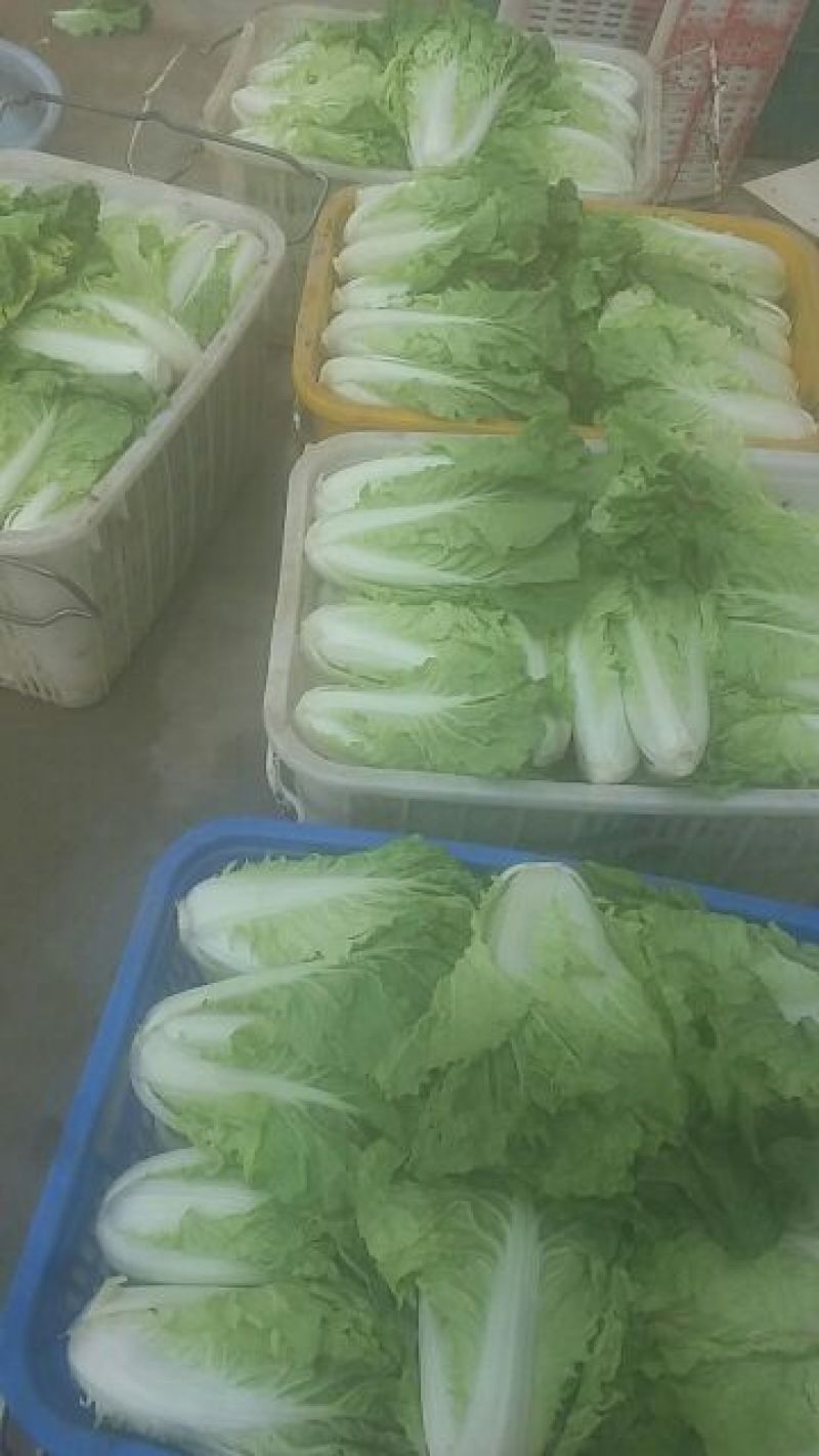 精品五号白菜1~2斤净菜