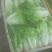 精品五号白菜1~2斤净菜
