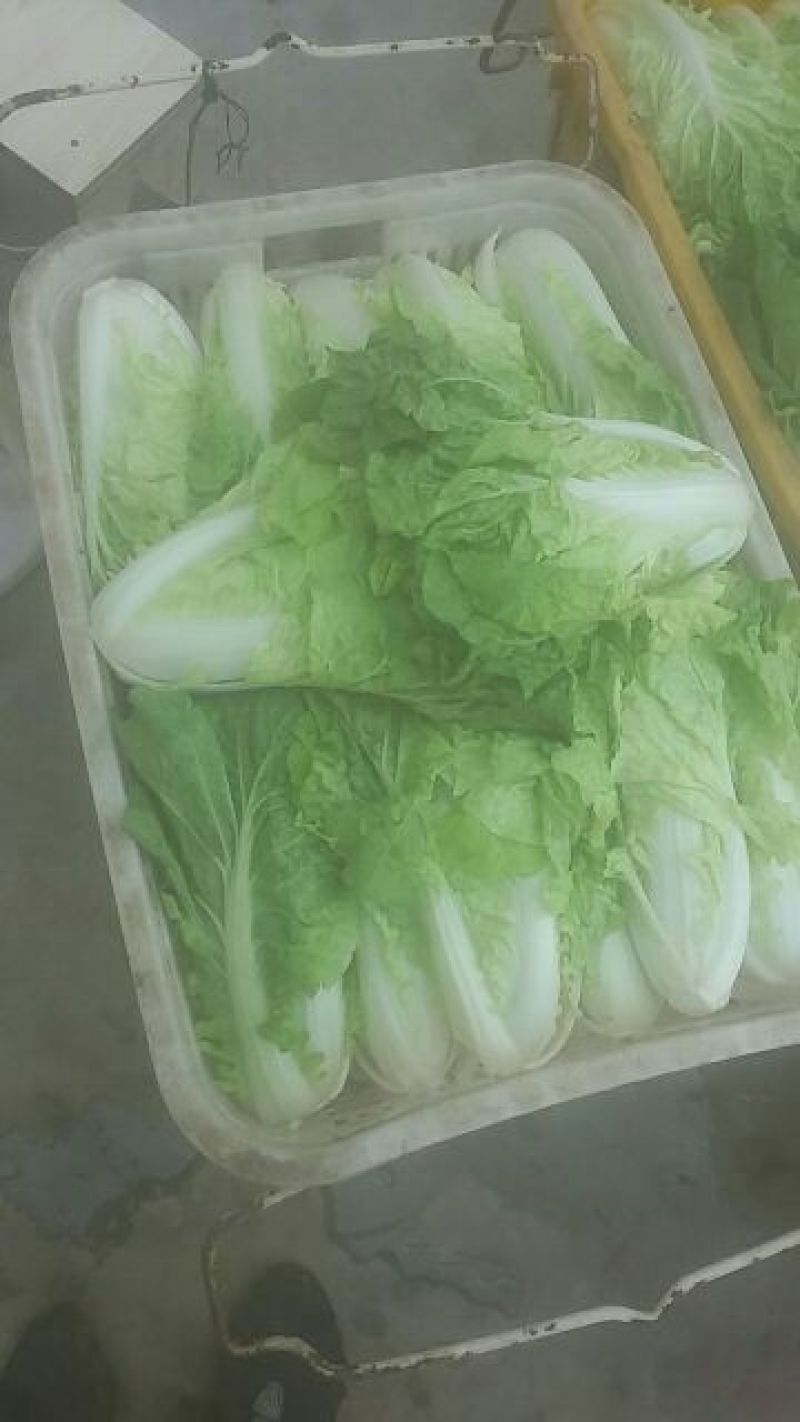 精品五号白菜1~2斤净菜