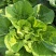 精品五号白菜1~2斤净菜