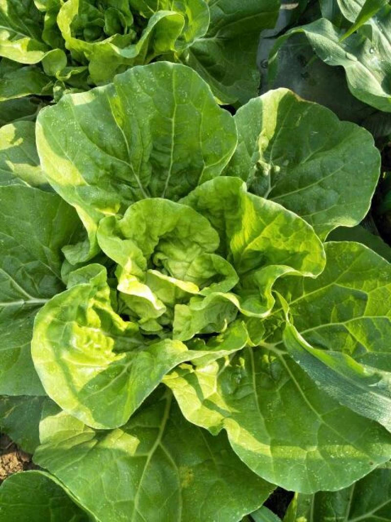 精品五号白菜1~2斤净菜