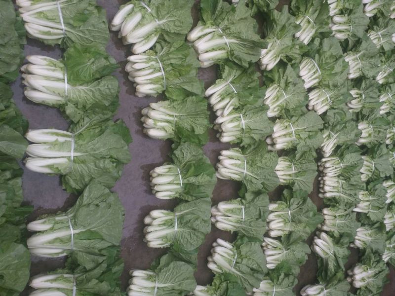 精品五号白菜1~2斤净菜