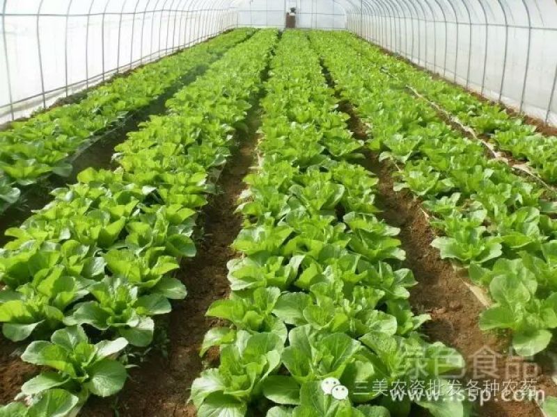 精品五号白菜1~2斤净菜