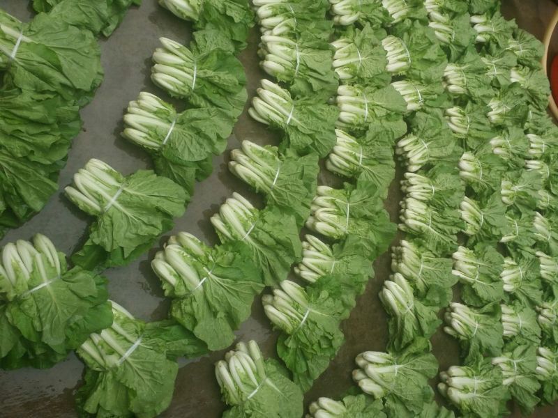 精品五号白菜1~2斤净菜