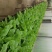 精品五号白菜1~2斤净菜