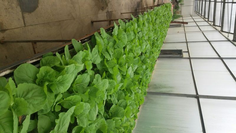 精品五号白菜1~2斤净菜