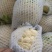 河北邯郸永年本地花菜上市了，菜花2~3斤紧花乳白