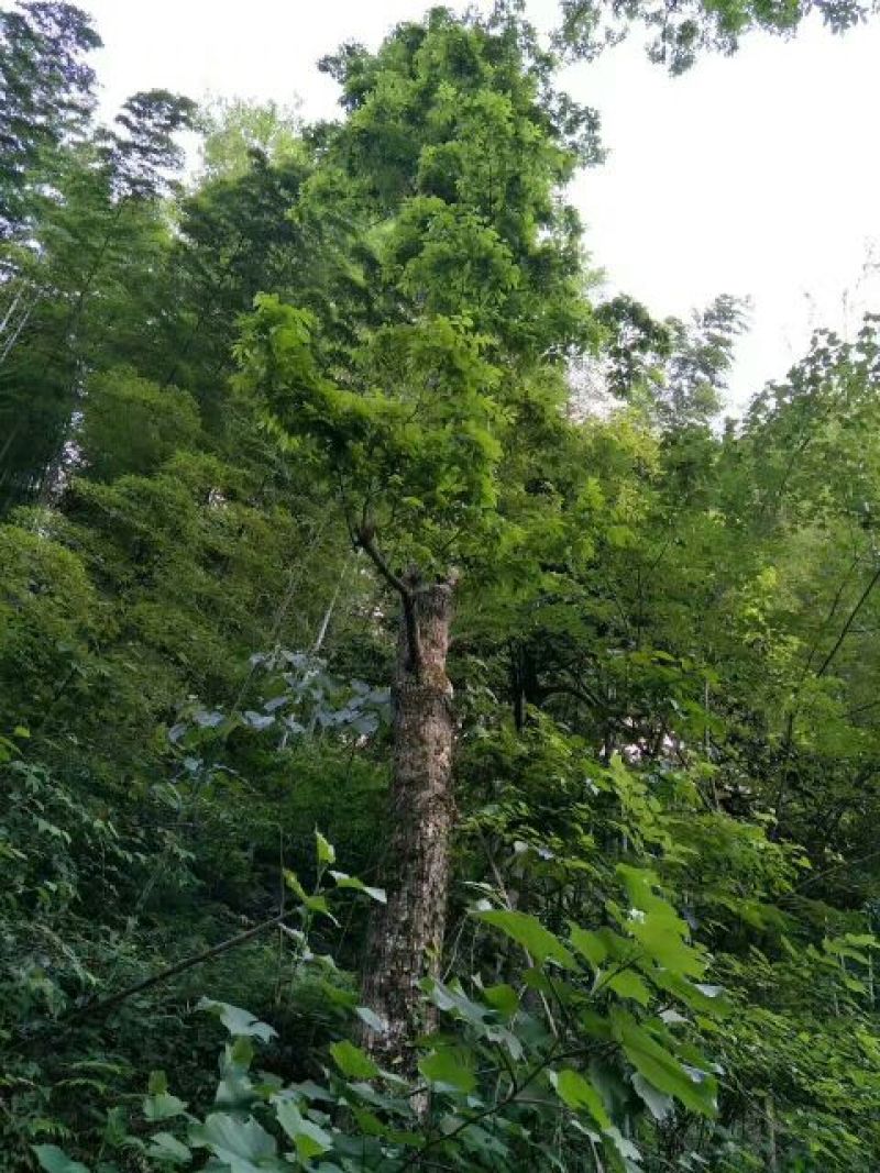 青钱柳茶一级
