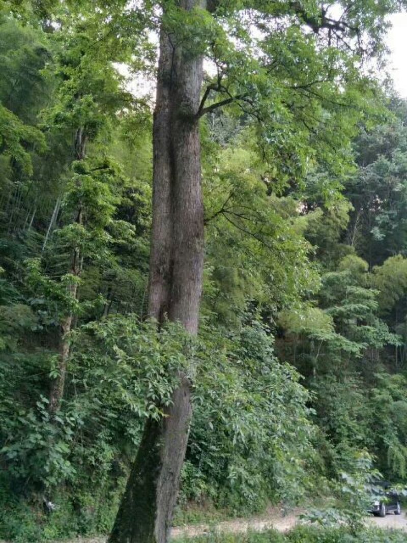 青钱柳茶一级