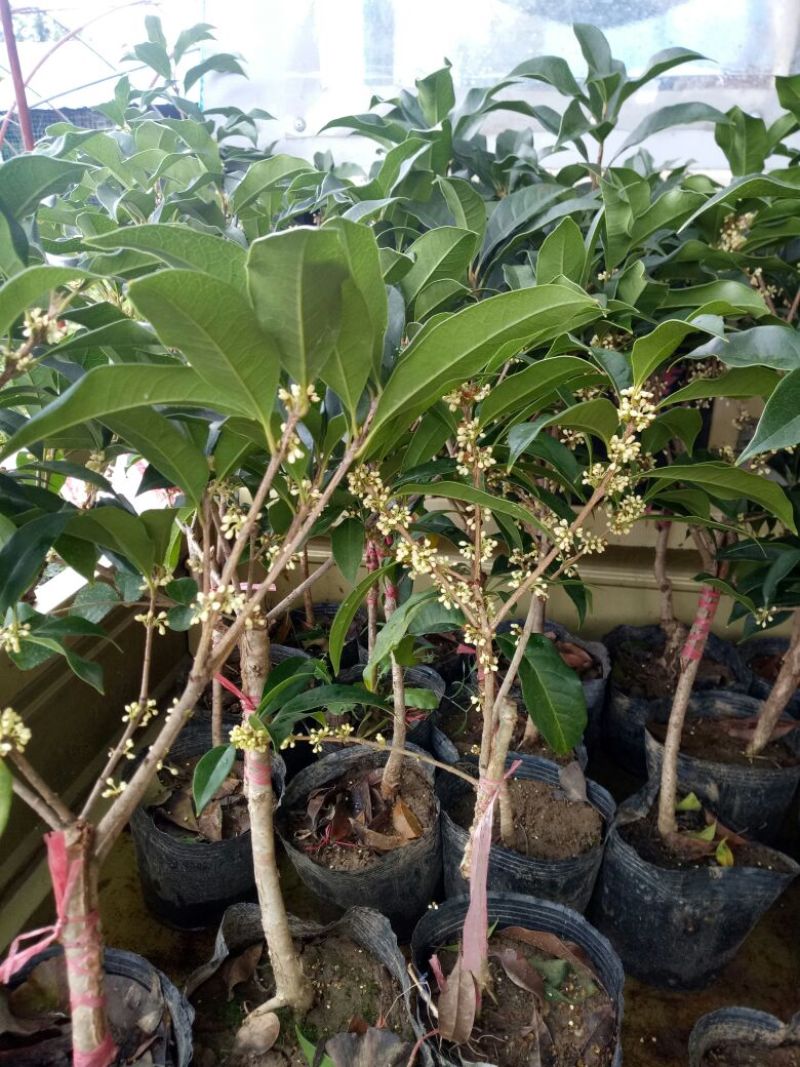 桂花苗金桂丹桂四季桂朱砂桂盆栽花卉基地直销
