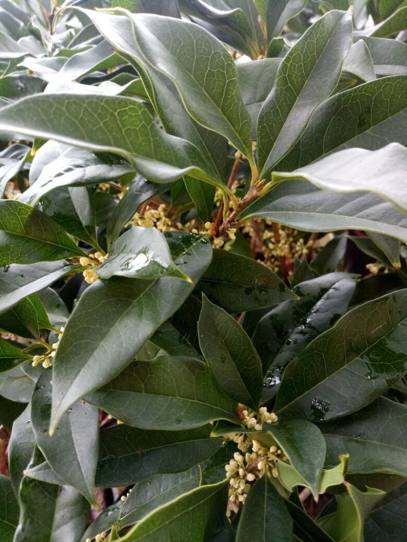 桂花苗金桂丹桂四季桂朱砂桂盆栽花卉基地直销