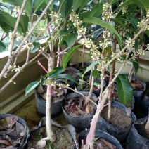 桂花苗金桂丹桂四季桂朱砂桂盆栽花卉基地直销