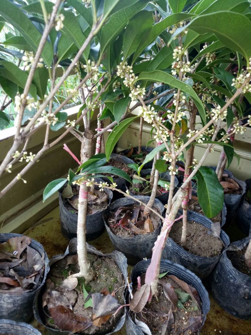 桂花苗金桂丹桂四季桂朱砂桂盆栽花卉基地直销