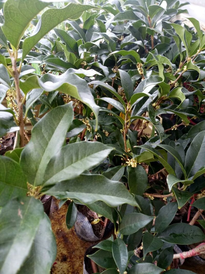 桂花苗金桂丹桂四季桂朱砂桂盆栽花卉基地直销