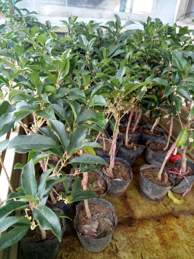 桂花苗金桂丹桂四季桂朱砂桂盆栽花卉基地直销
