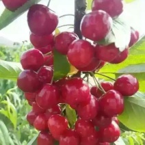 苗圃基地大量批发嫁接樱桃苗红灯美早布鲁克斯齐早