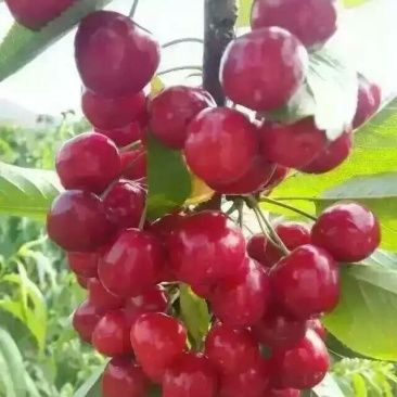 苗圃基地大量批发嫁接樱桃苗红灯美早布鲁克斯齐早