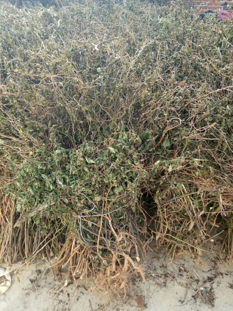 颠茄草20新草欢迎各位老板前来考察洽谈