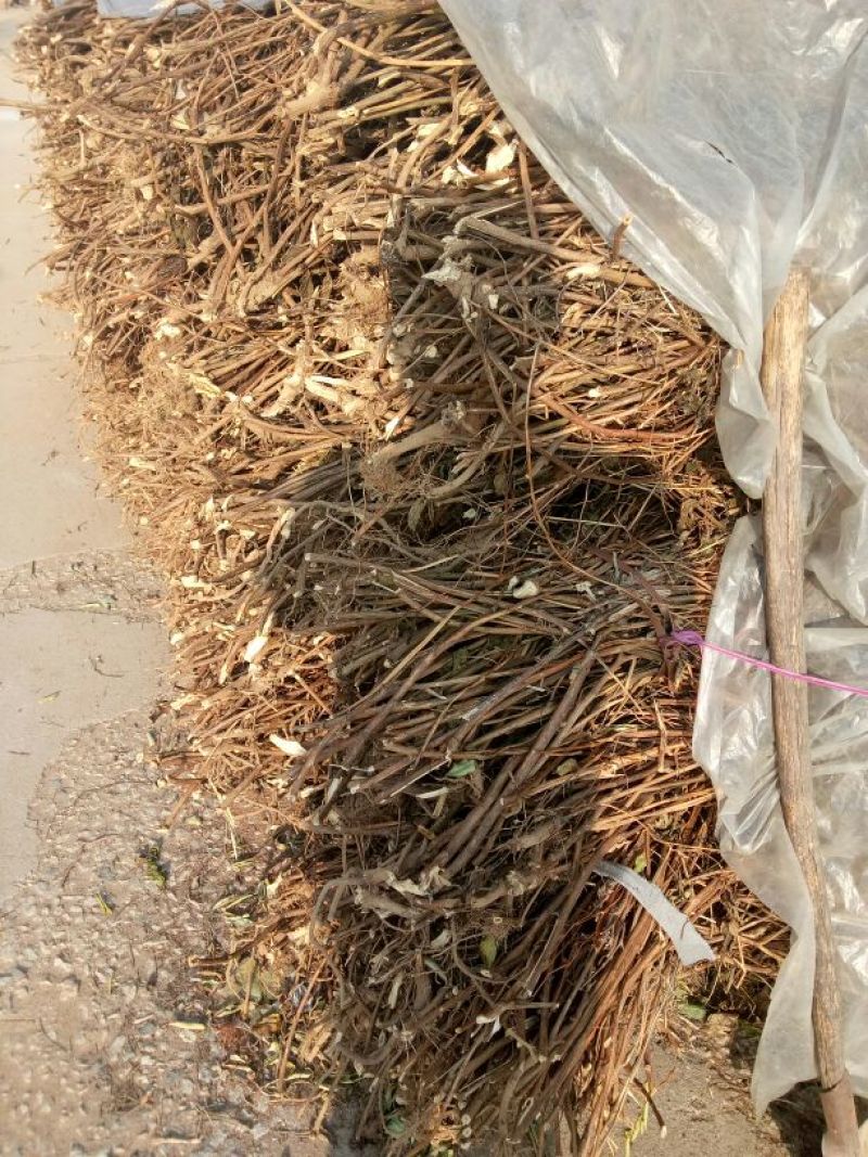 颠茄草20新草欢迎各位老板前来考察洽谈