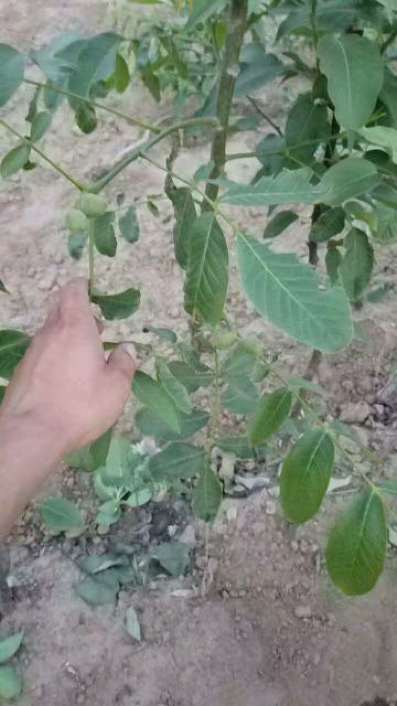 嫁接核桃苗嫁接香玲清香纸皮核