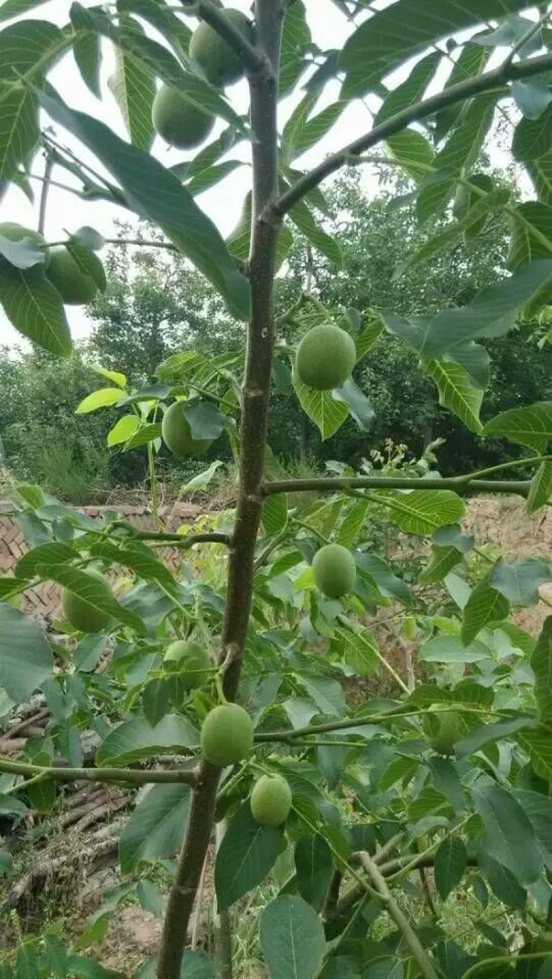 嫁接核桃苗嫁接香玲清香纸皮核