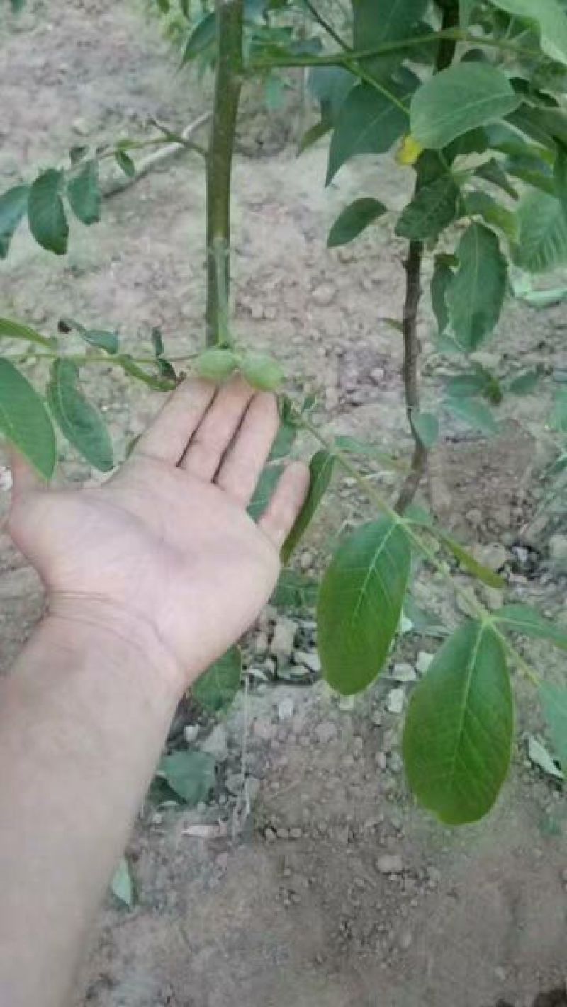 嫁接核桃苗嫁接香玲清香纸皮核