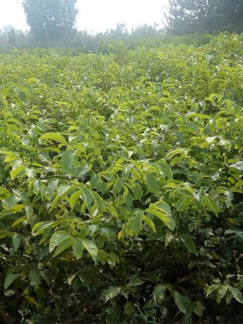 嫁接核桃苗嫁接香玲清香纸皮核