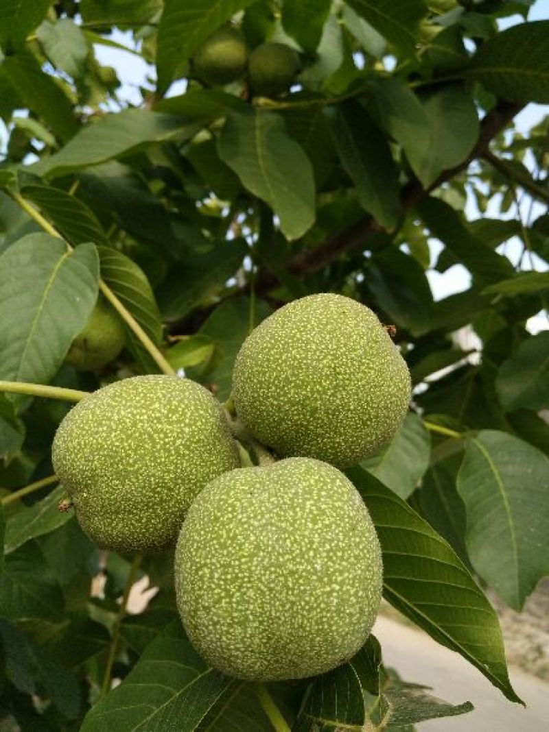 嫁接核桃苗嫁接香玲清香纸皮核