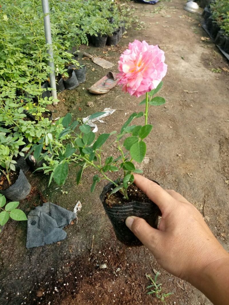 欧洲月季藤本花卉四季开花大花品种基地直发