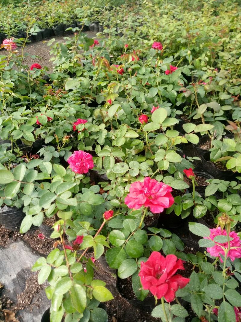 欧洲月季藤本花卉四季开花大花品种基地直发
