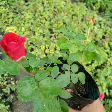 欧洲月季藤本花卉四季开花大花品种基地直发