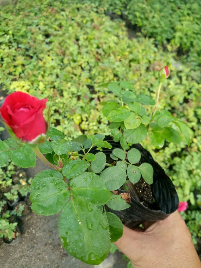 欧洲月季藤本花卉四季开花大花品种基地直发