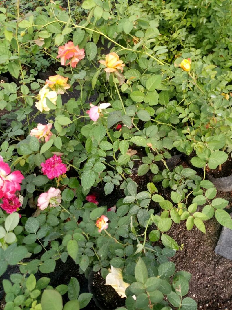 欧洲月季藤本花卉四季开花大花品种基地直发