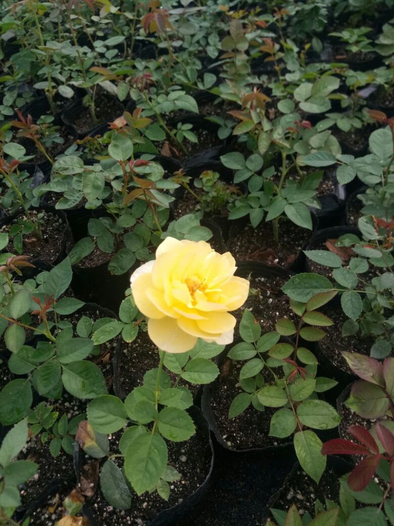 欧洲月季藤本花卉四季开花大花品种基地直发