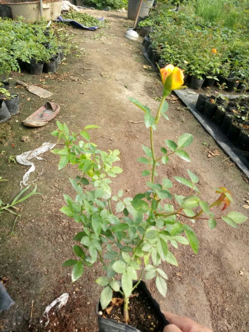 欧洲月季藤本花卉四季开花大花品种基地直发