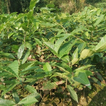 大红袍板栗苗栗子树苗晚熟大果板栗苗