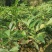 大红袍板栗苗栗子树苗晚熟大果板栗苗