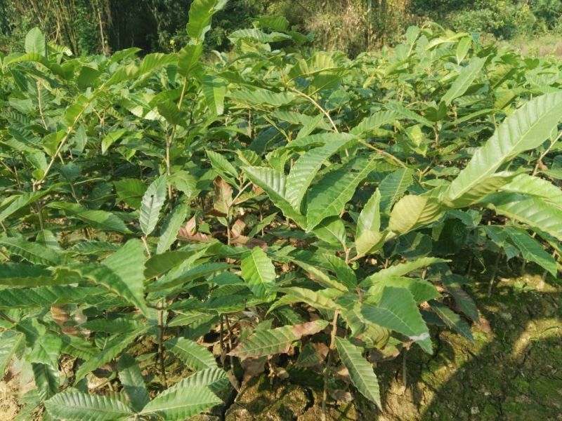 大红袍板栗苗栗子树苗晚熟大果板栗苗