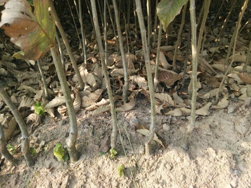 大红袍板栗苗栗子树苗晚熟大果板栗苗