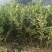 大红袍板栗苗栗子树苗晚熟大果板栗苗