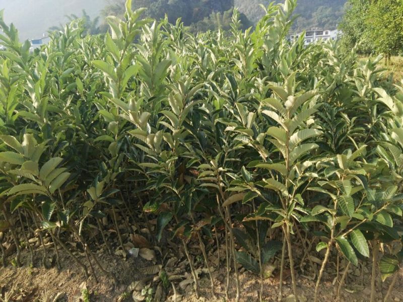 大红袍板栗苗栗子树苗晚熟大果板栗苗