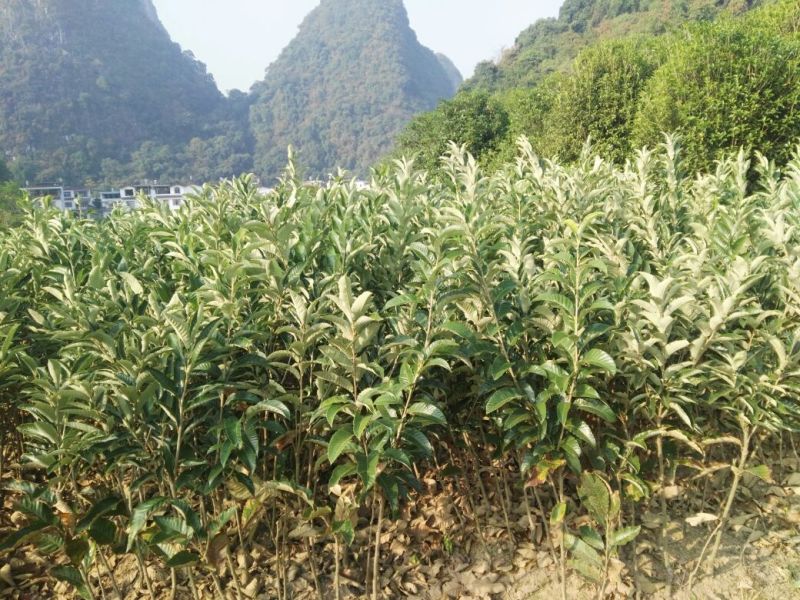 大红袍板栗苗栗子树苗晚熟大果板栗苗