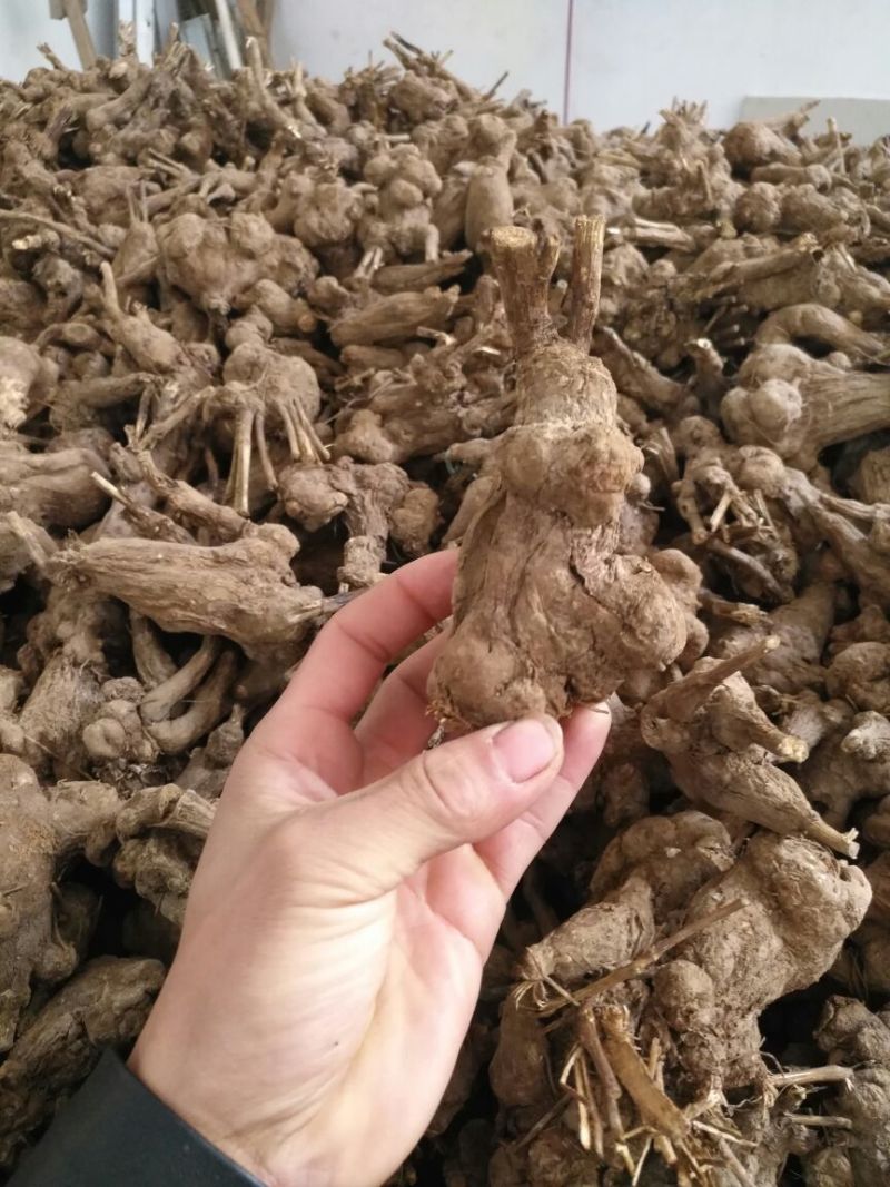 干白术25克以上