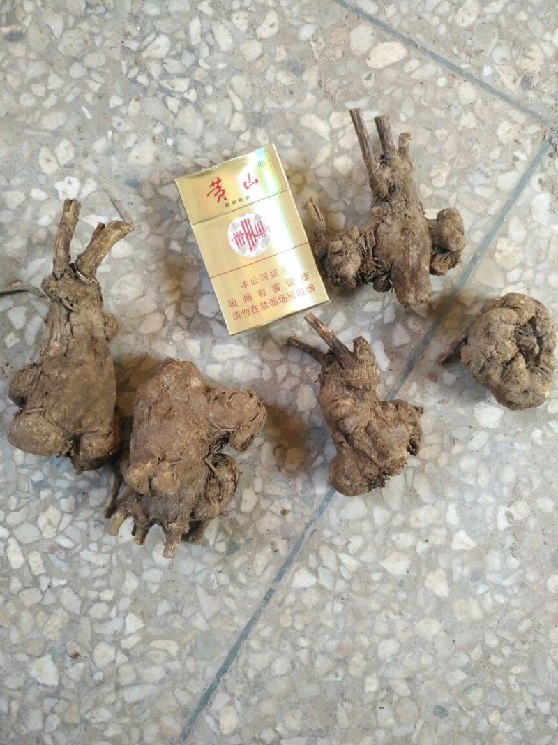 干白术25克以上