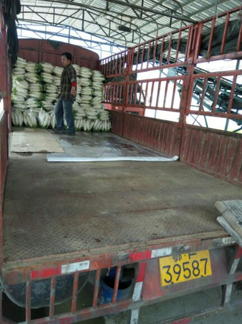 花叶板叶白萝卜纯白无抽苔无筋大型清洗设备打冷基地直供