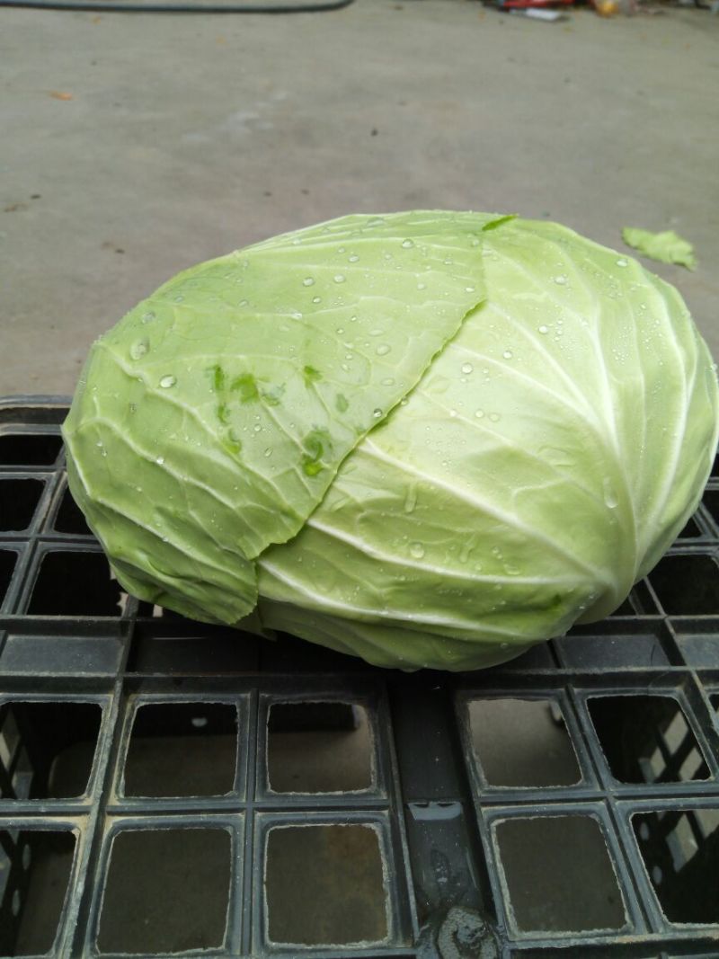 甘蓝包菜扁包菜翠嫩清秀质优量大千亩基地
