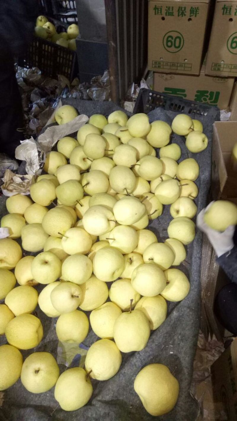 酥梨150~200g纸袋