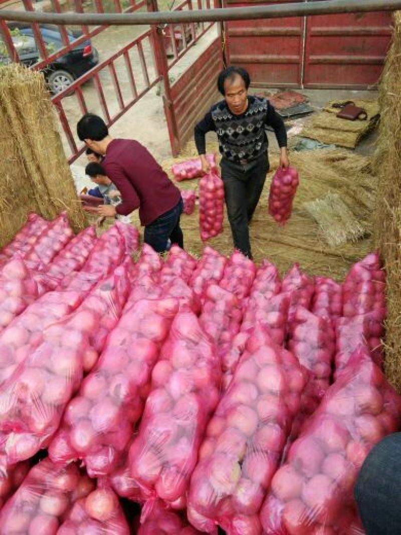 冰糖心苹果70mm以上膜袋